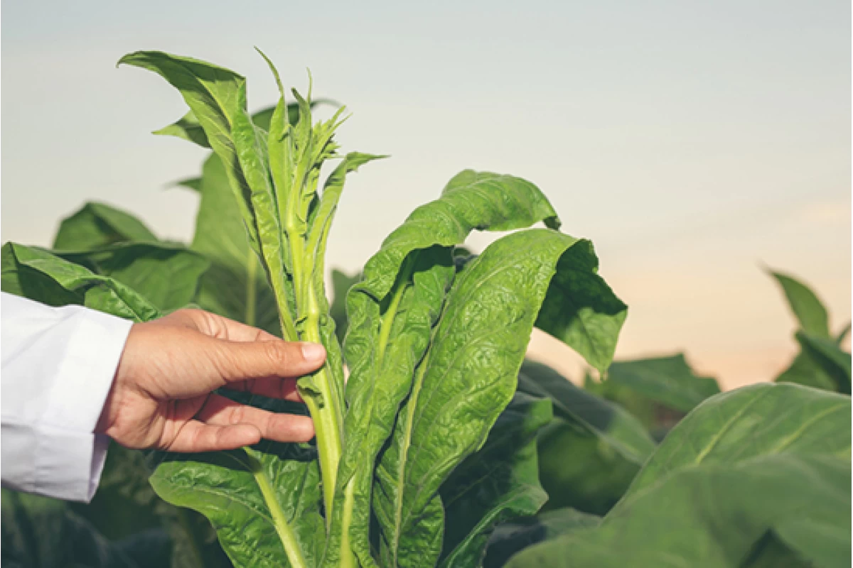 Leaf diagnostic analyses