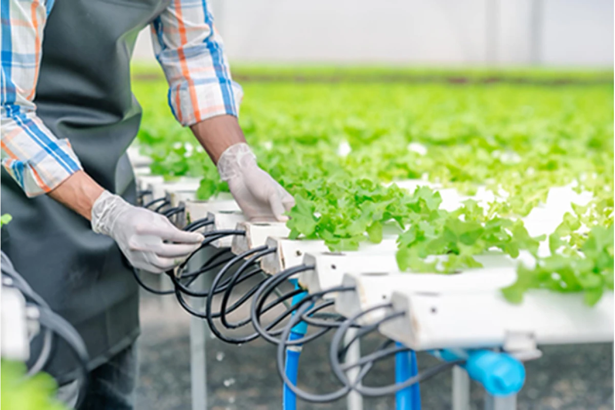 Hydroponic Water Analyses
